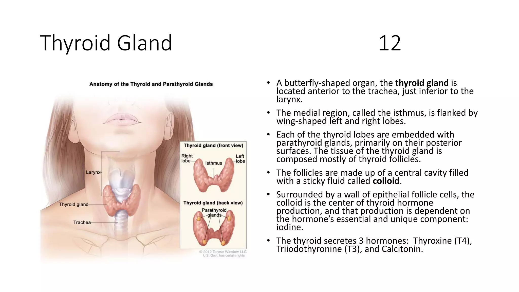Thyroid Gland 12
• A butterfly-shaped organ, the thyroid gland is
located anterior to the trachea, just inferior to the
larynx.
• The medial region, called the isthmus, is flanked by
wing-shaped left and right lobes.
• Each of the thyroid lobes are embedded with
parathyroid glands, primarily on their posterior
surfaces. The tissue of the thyroid gland is
composed mostly of thyroid follicles.
• The follicles are made up of a central cavity filled
with a sticky fluid called colloid.
• Surrounded by a wall of epithelial follicle cells, the
colloid is the center of thyroid hormone
production, and that production is dependent on
the hormone’s essential and unique component:
iodine.
• The thyroid secretes 3 hormones: Thyroxine (T4),
Triiodothyronine (T3), and Calcitonin.
 