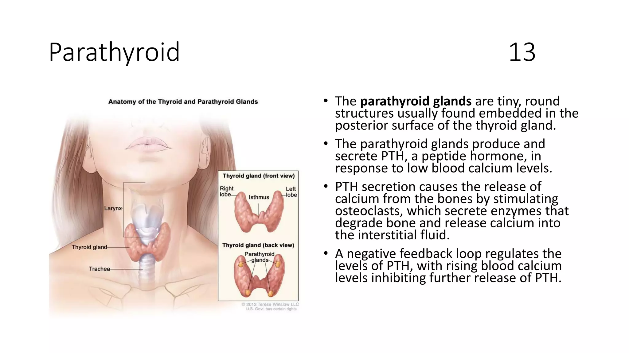 Parathyroid 13
• The parathyroid glands are tiny, round
structures usually found embedded in the
posterior surface of the thyroid gland.
• The parathyroid glands produce and
secrete PTH, a peptide hormone, in
response to low blood calcium levels.
• PTH secretion causes the release of
calcium from the bones by stimulating
osteoclasts, which secrete enzymes that
degrade bone and release calcium into
the interstitial fluid.
• A negative feedback loop regulates the
levels of PTH, with rising blood calcium
levels inhibiting further release of PTH.
 