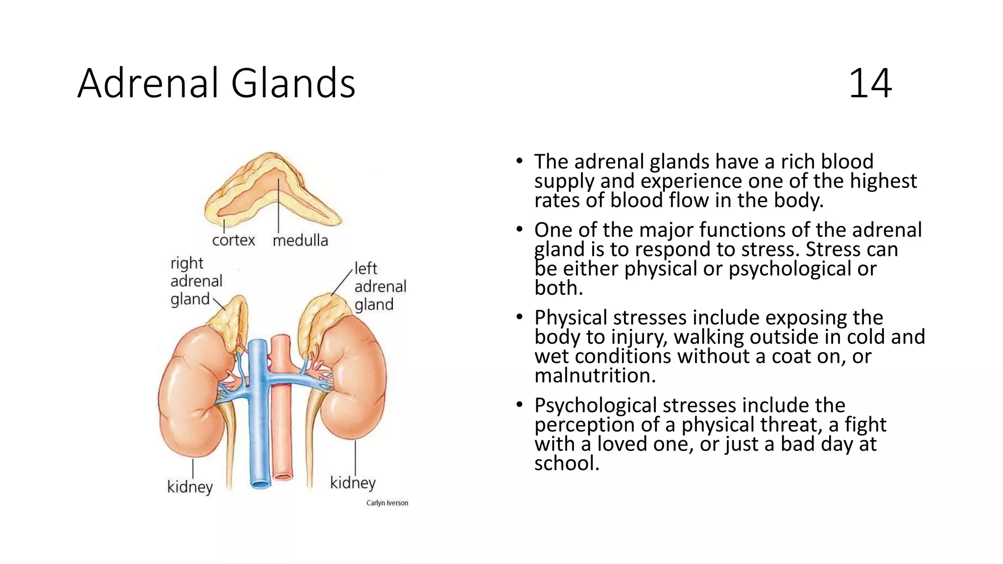 Adrenal Glands 14
• The adrenal glands have a rich blood
supply and experience one of the highest
rates of blood flow in the body.
• One of the major functions of the adrenal
gland is to respond to stress. Stress can
be either physical or psychological or
both.
• Physical stresses include exposing the
body to injury, walking outside in cold and
wet conditions without a coat on, or
malnutrition.
• Psychological stresses include the
perception of a physical threat, a fight
with a loved one, or just a bad day at
school.
 
