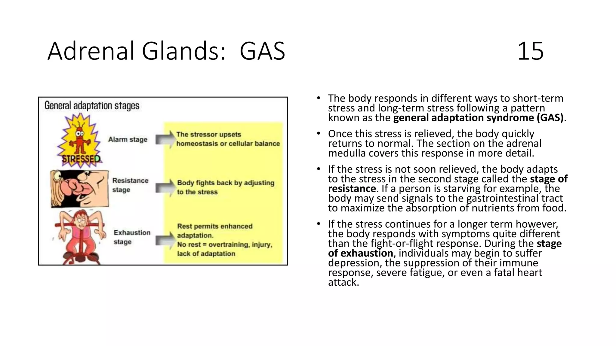 Adrenal Glands: GAS 15
• The body responds in different ways to short-term
stress and long-term stress following a pattern
known as the general adaptation syndrome (GAS).
• Once this stress is relieved, the body quickly
returns to normal. The section on the adrenal
medulla covers this response in more detail.
• If the stress is not soon relieved, the body adapts
to the stress in the second stage called the stage of
resistance. If a person is starving for example, the
body may send signals to the gastrointestinal tract
to maximize the absorption of nutrients from food.
• If the stress continues for a longer term however,
the body responds with symptoms quite different
than the fight-or-flight response. During the stage
of exhaustion, individuals may begin to suffer
depression, the suppression of their immune
response, severe fatigue, or even a fatal heart
attack.
 