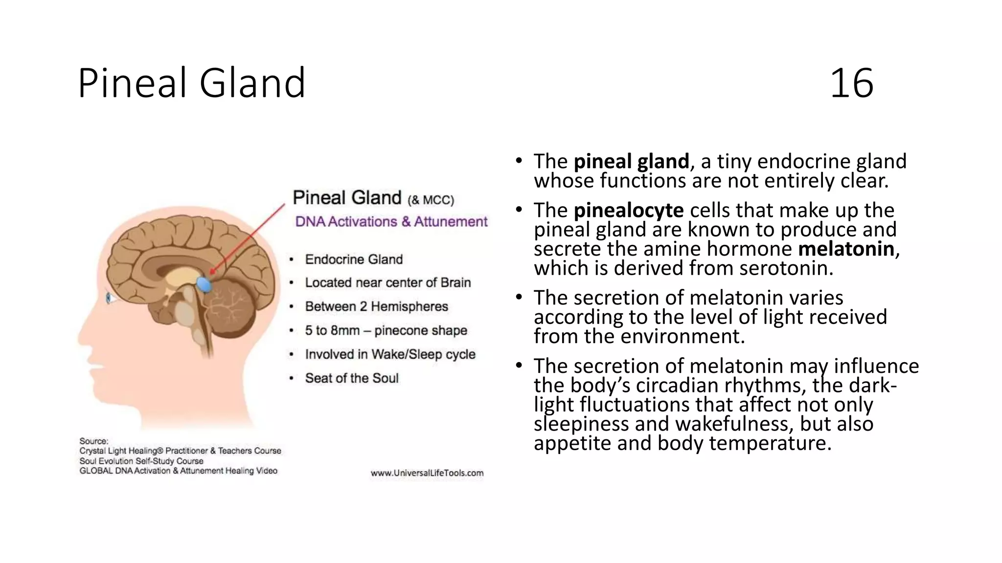 Pineal Gland 16
• The pineal gland, a tiny endocrine gland
whose functions are not entirely clear.
• The pinealocyte cells that make up the
pineal gland are known to produce and
secrete the amine hormone melatonin,
which is derived from serotonin.
• The secretion of melatonin varies
according to the level of light received
from the environment.
• The secretion of melatonin may influence
the body’s circadian rhythms, the dark-
light fluctuations that affect not only
sleepiness and wakefulness, but also
appetite and body temperature.
 