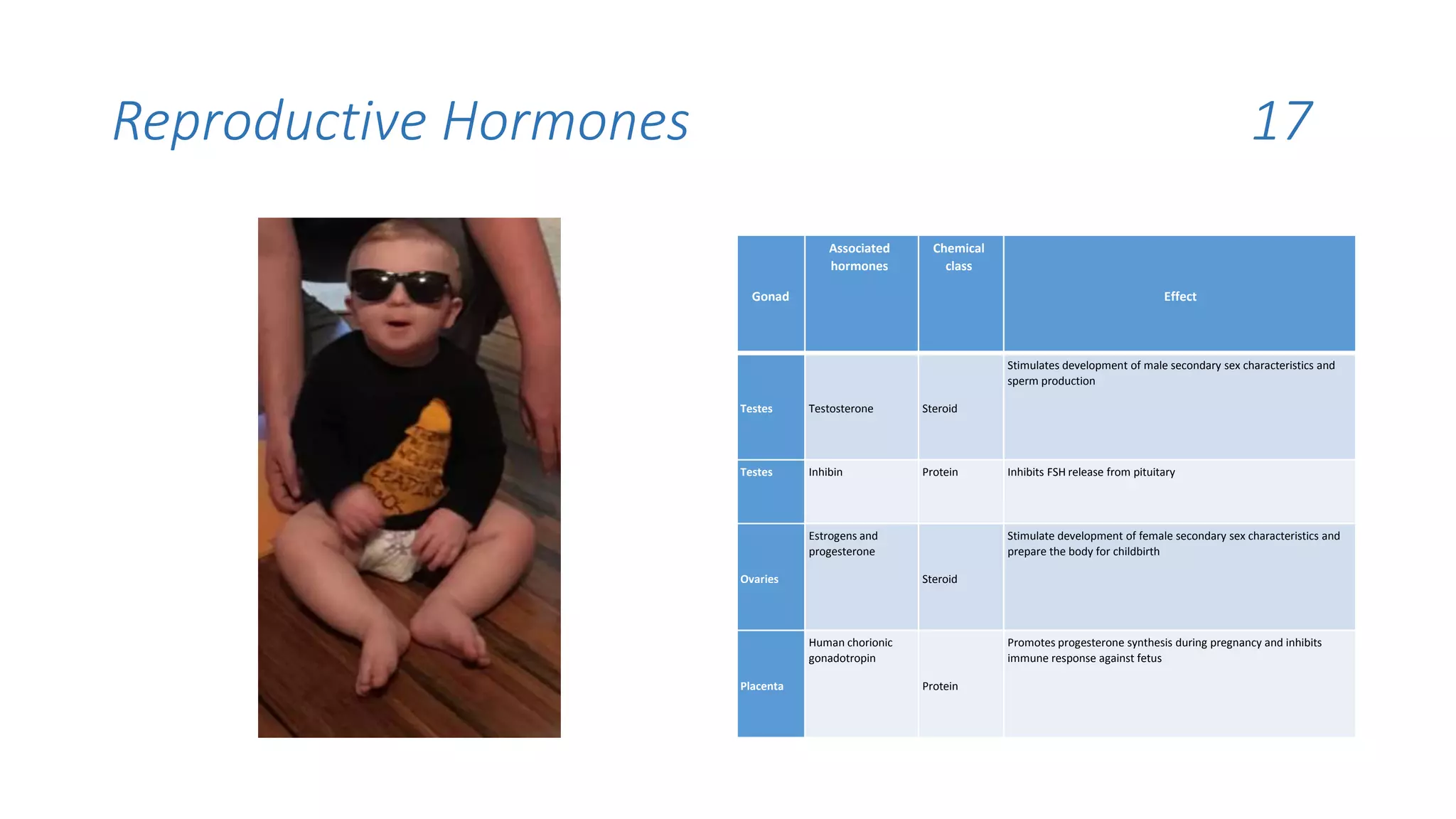 Reproductive Hormones 17
Gonad
Associated
hormones
Chemical
class
Effect
Testes Testosterone Steroid
Stimulates development of male secondary sex characteristics and
sperm production
Testes Inhibin Protein Inhibits FSH release from pituitary
Ovaries
Estrogens and
progesterone
Steroid
Stimulate development of female secondary sex characteristics and
prepare the body for childbirth
Placenta
Human chorionic
gonadotropin
Protein
Promotes progesterone synthesis during pregnancy and inhibits
immune response against fetus
 