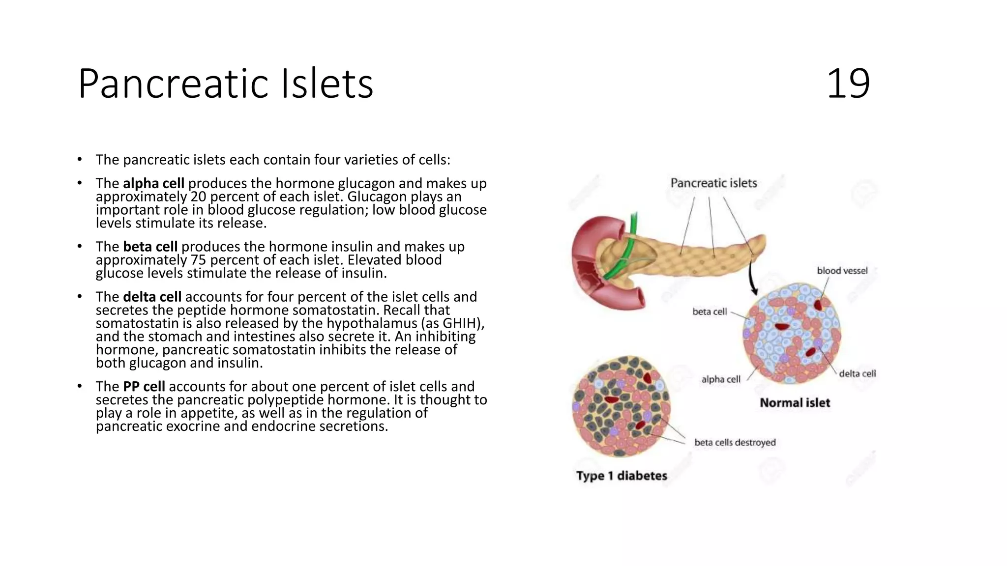 Pancreatic Islets 19
• The pancreatic islets each contain four varieties of cells:
• The alpha cell produces the hormone glucagon and makes up
approximately 20 percent of each islet. Glucagon plays an
important role in blood glucose regulation; low blood glucose
levels stimulate its release.
• The beta cell produces the hormone insulin and makes up
approximately 75 percent of each islet. Elevated blood
glucose levels stimulate the release of insulin.
• The delta cell accounts for four percent of the islet cells and
secretes the peptide hormone somatostatin. Recall that
somatostatin is also released by the hypothalamus (as GHIH),
and the stomach and intestines also secrete it. An inhibiting
hormone, pancreatic somatostatin inhibits the release of
both glucagon and insulin.
• The PP cell accounts for about one percent of islet cells and
secretes the pancreatic polypeptide hormone. It is thought to
play a role in appetite, as well as in the regulation of
pancreatic exocrine and endocrine secretions.
 
