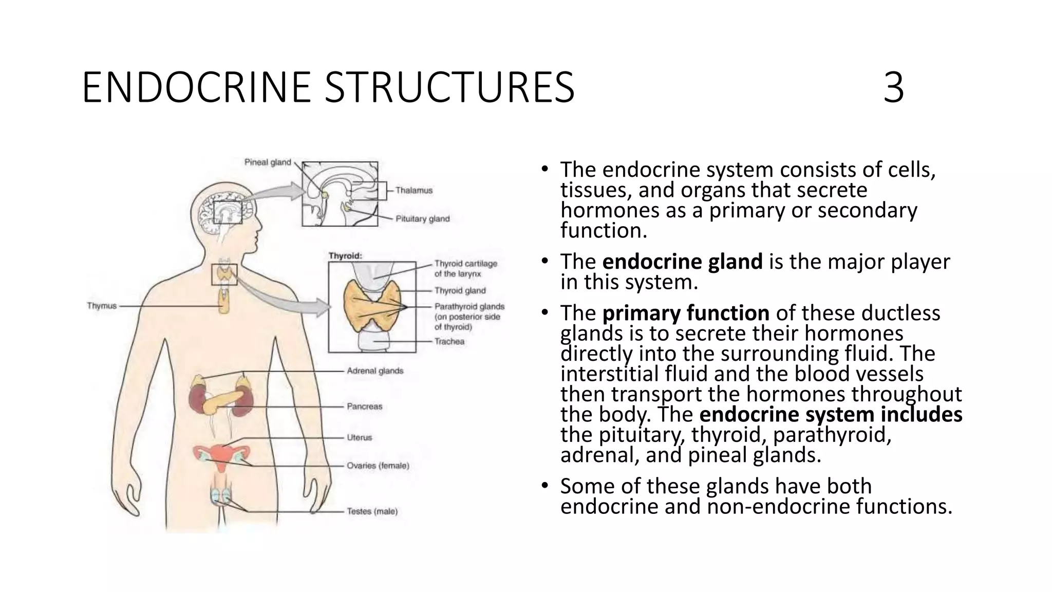 ENDOCRINE STRUCTURES 3
• The endocrine system consists of cells,
tissues, and organs that secrete
hormones as a primary or secondary
function.
• The endocrine gland is the major player
in this system.
• The primary function of these ductless
glands is to secrete their hormones
directly into the surrounding fluid. The
interstitial fluid and the blood vessels
then transport the hormones throughout
the body. The endocrine system includes
the pituitary, thyroid, parathyroid,
adrenal, and pineal glands.
• Some of these glands have both
endocrine and non-endocrine functions.
 