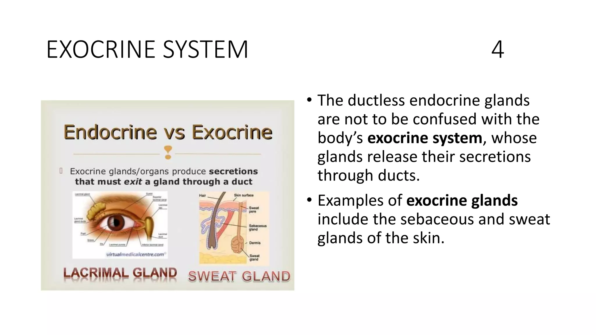 EXOCRINE SYSTEM 4
• The ductless endocrine glands
are not to be confused with the
body’s exocrine system, whose
glands release their secretions
through ducts.
• Examples of exocrine glands
include the sebaceous and sweat
glands of the skin.
 