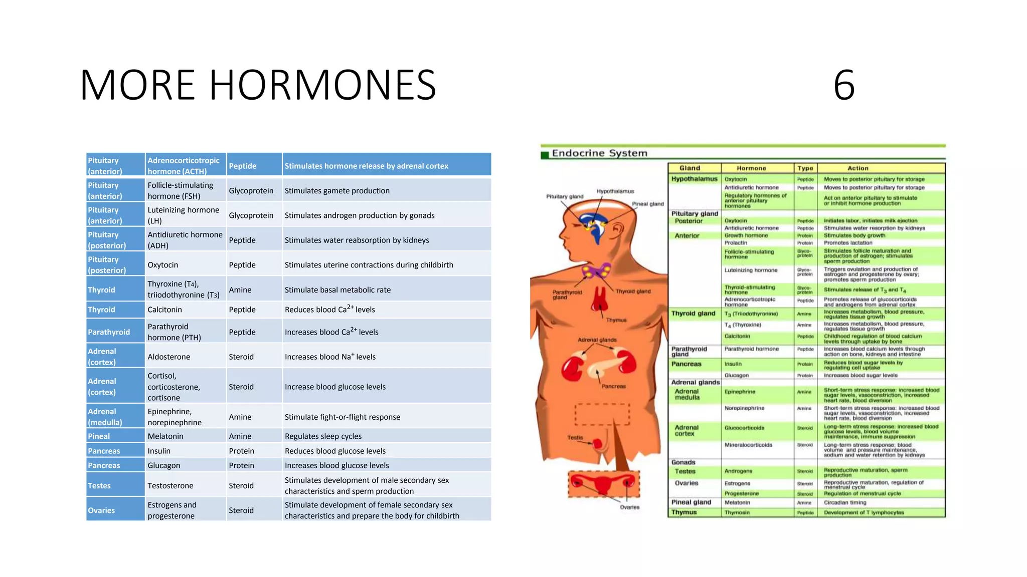 MORE HORMONES 6
Pituitary
(anterior)
Adrenocorticotropic
hormone (ACTH)
Peptide Stimulates hormone release by adrenal cortex
Pituitary
(anterior)
Follicle-stimulating
hormone (FSH)
Glycoprotein Stimulates gamete production
Pituitary
(anterior)
Luteinizing hormone
(LH)
Glycoprotein Stimulates androgen production by gonads
Pituitary
(posterior)
Antidiuretic hormone
(ADH)
Peptide Stimulates water reabsorption by kidneys
Pituitary
(posterior)
Oxytocin Peptide Stimulates uterine contractions during childbirth
Thyroid
Thyroxine (T4),
triiodothyronine (T3)
Amine Stimulate basal metabolic rate
Thyroid Calcitonin Peptide Reduces blood Ca2+ levels
Parathyroid
Parathyroid
hormone (PTH)
Peptide Increases blood Ca2+ levels
Adrenal
(cortex)
Aldosterone Steroid Increases blood Na+ levels
Adrenal
(cortex)
Cortisol,
corticosterone,
cortisone
Steroid Increase blood glucose levels
Adrenal
(medulla)
Epinephrine,
norepinephrine
Amine Stimulate fight-or-flight response
Pineal Melatonin Amine Regulates sleep cycles
Pancreas Insulin Protein Reduces blood glucose levels
Pancreas Glucagon Protein Increases blood glucose levels
Testes Testosterone Steroid
Stimulates development of male secondary sex
characteristics and sperm production
Ovaries
Estrogens and
progesterone
Steroid
Stimulate development of female secondary sex
characteristics and prepare the body for childbirth
 