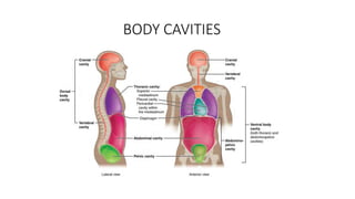 BODY CAVITIES
 