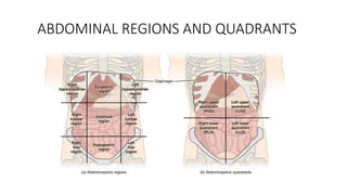 ABDOMINAL REGIONS AND QUADRANTS
 