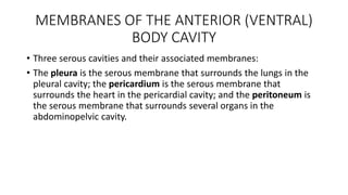 MEMBRANES OF THE ANTERIOR (VENTRAL)
BODY CAVITY
• Three serous cavities and their associated membranes:
• The pleura is the serous membrane that surrounds the lungs in the
pleural cavity; the pericardium is the serous membrane that
surrounds the heart in the pericardial cavity; and the peritoneum is
the serous membrane that surrounds several organs in the
abdominopelvic cavity.
 