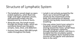 Structure of Lymphatic System 3
• Lymph is not actively pumped by the
heart, but is forced through the
vessels by the movements of the
body, the contraction of skeletal
muscles during body movements, and
breathing.
• One-way valves (semi-lunar valves) in
lymphatic vessels keep the lymph
moving toward the heart. Lymph flows
from the lymphatic capillaries,
through lymphatic vessels, and then is
dumped into the circulatory system
via the lymphatic ducts located at the
junction of the jugular and subclavian
veins in the neck.
• The lymphatic vessels begin as open-
ended capillaries, which feed into
larger and larger lymphatic vessels,
and eventually empty into the
bloodstream by a series of ducts.
• Along the way, the lymph travels
through the lymph nodes, which are
commonly found near the groin,
armpits, neck, chest, and abdomen.
• Humans have about 500–600 lymph
nodes throughout the body.
 