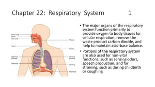 Chapter 22: Respiratory System 1
• The major organs of the respiratory
system function primarily to
provide oxygen to body tissues for
cellular respiration, remove the
waste product carbon dioxide, and
help to maintain acid-base balance.
• Portions of the respiratory system
are also used for non-vital
functions, such as sensing odors,
speech production, and for
straining, such as during childbirth
or coughing
 