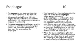 Esophagus 10
• The esophagus is a muscular tube that
connects the pharynx to the stomach.
• It is approximately 25.4 cm (10 in) in
length, located posterior to the trachea,
and remains in a collapsed form when not
engaged in swallowing.
• The upper esophageal sphincter, which is
continuous with the inferior pharyngeal
constrictor, controls the movement of
food from the pharynx into the
esophagus.
• Food passes from the esophagus into the
stomach at the lower esophageal
sphincter (also called the
gastroesophageal or cardiac sphincter).
Recall that sphincters are muscles that
surround tubes and serve as valves,
closing the tube when the sphincters
contract and opening it when they relax.
The lower esophageal sphincter relaxes to
let food pass into the stomach, and then
contracts to prevent stomach acids from
backing up into the esophagus.
• When the lower esophageal sphincter
does not completely close, the stomach’s
contents can reflux (that is, back up into
the esophagus), causing heartburn or
gastroesophageal reflux disease (GERD).
 