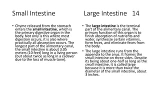 Small Intestine Large Intestine 14
• Chyme released from the stomach
enters the small intestine, which is
the primary digestive organ in the
body. Not only is this where most
digestion occurs, it is also where
practically all absorption occurs. The
longest part of the alimentary canal,
the small intestine is about 3.05
meters (10 feet) long in a living person
(but about twice as long in a cadaver
due to the loss of muscle tone).
• The large intestine is the terminal
part of the alimentary canal. The
primary function of this organ is to
finish absorption of nutrients and
water, synthesize certain vitamins,
form feces, and eliminate feces from
the body.
• The large intestine runs from the
appendix to the anus. It frames the
small intestine on three sides. Despite
its being about one-half as long as the
small intestine, it is called large
because it is more than twice the
diameter of the small intestine, about
3 inches.
 
