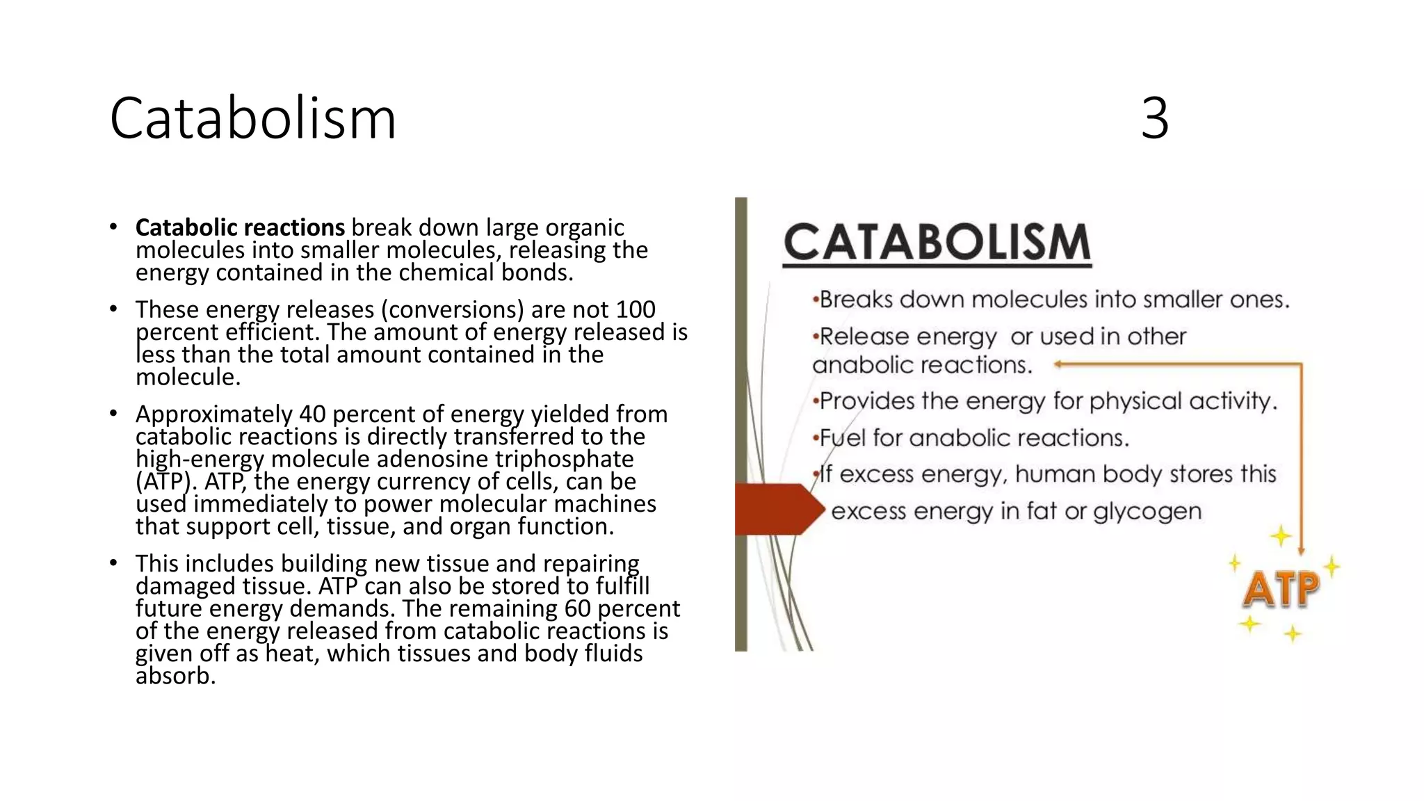 Catabolism 3
• Catabolic reactions break down large organic
molecules into smaller molecules, releasing the
energy contained in the chemical bonds.
• These energy releases (conversions) are not 100
percent efficient. The amount of energy released is
less than the total amount contained in the
molecule.
• Approximately 40 percent of energy yielded from
catabolic reactions is directly transferred to the
high-energy molecule adenosine triphosphate
(ATP). ATP, the energy currency of cells, can be
used immediately to power molecular machines
that support cell, tissue, and organ function.
• This includes building new tissue and repairing
damaged tissue. ATP can also be stored to fulfill
future energy demands. The remaining 60 percent
of the energy released from catabolic reactions is
given off as heat, which tissues and body fluids
absorb.
 