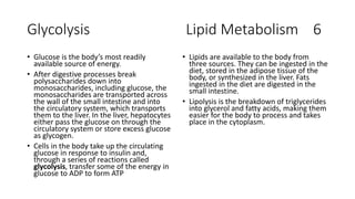 Glycolysis Lipid Metabolism 6
• Glucose is the body’s most readily
available source of energy.
• After digestive processes break
polysaccharides down into
monosaccharides, including glucose, the
monosaccharides are transported across
the wall of the small intestine and into
the circulatory system, which transports
them to the liver. In the liver, hepatocytes
either pass the glucose on through the
circulatory system or store excess glucose
as glycogen.
• Cells in the body take up the circulating
glucose in response to insulin and,
through a series of reactions called
glycolysis, transfer some of the energy in
glucose to ADP to form ATP
• Lipids are available to the body from
three sources. They can be ingested in the
diet, stored in the adipose tissue of the
body, or synthesized in the liver. Fats
ingested in the diet are digested in the
small intestine.
• Lipolysis is the breakdown of triglycerides
into glycerol and fatty acids, making them
easier for the body to process and takes
place in the cytoplasm.
 