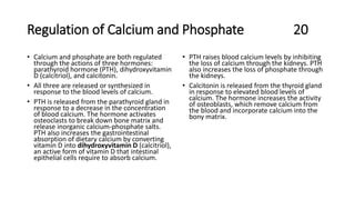 Regulation of Calcium and Phosphate 20
• Calcium and phosphate are both regulated
through the actions of three hormones:
parathyroid hormone (PTH), dihydroxyvitamin
D (calcitriol), and calcitonin.
• All three are released or synthesized in
response to the blood levels of calcium.
• PTH is released from the parathyroid gland in
response to a decrease in the concentration
of blood calcium. The hormone activates
osteoclasts to break down bone matrix and
release inorganic calcium-phosphate salts.
PTH also increases the gastrointestinal
absorption of dietary calcium by converting
vitamin D into dihydroxyvitamin D (calcitriol),
an active form of vitamin D that intestinal
epithelial cells require to absorb calcium.
• PTH raises blood calcium levels by inhibiting
the loss of calcium through the kidneys. PTH
also increases the loss of phosphate through
the kidneys.
• Calcitonin is released from the thyroid gland
in response to elevated blood levels of
calcium. The hormone increases the activity
of osteoblasts, which remove calcium from
the blood and incorporate calcium into the
bony matrix.
 