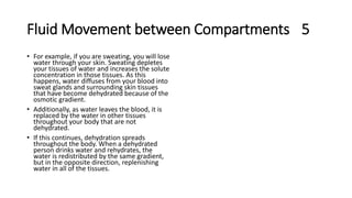 Fluid Movement between Compartments 5
• For example, if you are sweating, you will lose
water through your skin. Sweating depletes
your tissues of water and increases the solute
concentration in those tissues. As this
happens, water diffuses from your blood into
sweat glands and surrounding skin tissues
that have become dehydrated because of the
osmotic gradient.
• Additionally, as water leaves the blood, it is
replaced by the water in other tissues
throughout your body that are not
dehydrated.
• If this continues, dehydration spreads
throughout the body. When a dehydrated
person drinks water and rehydrates, the
water is redistributed by the same gradient,
but in the opposite direction, replenishing
water in all of the tissues.
 
