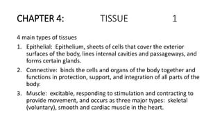 CHAPTER 4: TISSUE 1
4 main types of tissues
1. Epithelial: Epithelium, sheets of cells that cover the exterior
surfaces of the body, lines internal cavities and passageways, and
forms certain glands.
2. Connective: binds the cells and organs of the body together and
functions in protection, support, and integration of all parts of the
body.
3. Muscle: excitable, responding to stimulation and contracting to
provide movement, and occurs as three major types: skeletal
(voluntary), smooth and cardiac muscle in the heart.
 