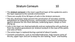 Stratum Corneum 10
• The stratum corneum is the most superficial layer of the epidermis and is
the layer exposed to the outside environment
• There are usually 15 to 30 layers of cells in the stratum corneum.
• This dry, dead layer helps prevent the penetration of microbes and the
dehydration of underlying tissues, and provides a mechanical protection
against abrasion for the more delicate, underlying layers. Keeps us from
drying up.
• Cells in this layer are shed periodically and are replaced by cells pushed up
from the stratum granulosum (or stratum lucidum in the case of the palms
and soles of feet).
• The entire layer is replaced during a period of about 4 weeks.
• Cosmetic procedures, such as microdermabrasion, help remove some of
the dry, upper layer and aim to keep the skin looking “fresh” and healthy.
 