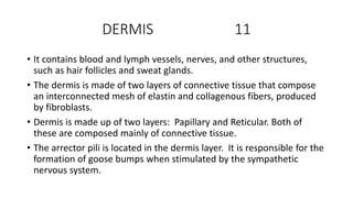 DERMIS 11
• It contains blood and lymph vessels, nerves, and other structures,
such as hair follicles and sweat glands.
• The dermis is made of two layers of connective tissue that compose
an interconnected mesh of elastin and collagenous fibers, produced
by fibroblasts.
• Dermis is made up of two layers: Papillary and Reticular. Both of
these are composed mainly of connective tissue.
• The arrector pili is located in the dermis layer. It is responsible for the
formation of goose bumps when stimulated by the sympathetic
nervous system.
 