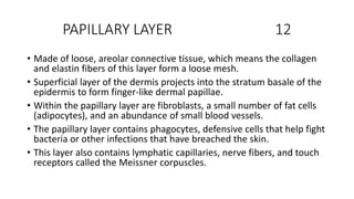 PAPILLARY LAYER 12
• Made of loose, areolar connective tissue, which means the collagen
and elastin fibers of this layer form a loose mesh.
• Superficial layer of the dermis projects into the stratum basale of the
epidermis to form finger-like dermal papillae.
• Within the papillary layer are fibroblasts, a small number of fat cells
(adipocytes), and an abundance of small blood vessels.
• The papillary layer contains phagocytes, defensive cells that help fight
bacteria or other infections that have breached the skin.
• This layer also contains lymphatic capillaries, nerve fibers, and touch
receptors called the Meissner corpuscles.
 