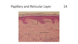 Papillary and Reticular Layer 14
 