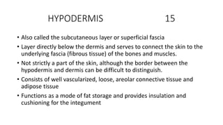 HYPODERMIS 15
• Also called the subcutaneous layer or superficial fascia
• Layer directly below the dermis and serves to connect the skin to the
underlying fascia (fibrous tissue) of the bones and muscles.
• Not strictly a part of the skin, although the border between the
hypodermis and dermis can be difficult to distinguish.
• Consists of well vascularized, loose, areolar connective tissue and
adipose tissue
• Functions as a mode of fat storage and provides insulation and
cushioning for the integument
 