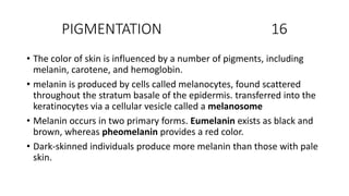 PIGMENTATION 16
• The color of skin is influenced by a number of pigments, including
melanin, carotene, and hemoglobin.
• melanin is produced by cells called melanocytes, found scattered
throughout the stratum basale of the epidermis. transferred into the
keratinocytes via a cellular vesicle called a melanosome
• Melanin occurs in two primary forms. Eumelanin exists as black and
brown, whereas pheomelanin provides a red color.
• Dark-skinned individuals produce more melanin than those with pale
skin.
 