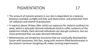 PIGMENTATION 17
• The amount of melanin present in our skin is dependent on a balance
between available sunlight and folic acid destruction, and protection from
UV radiation and vitamin D production.
• It requires about 10 days after initial sun exposure for melanin synthesis to
peak, which is why pale-skinned individuals tend to suffer sunburns of the
epidermis initially. Dark-skinned individuals can also get sunburns, but are
more protected than are pale-skinned individuals.
• Melanosomes are temporary structures that are eventually destroyed by
fusion with lysosomes; this fact, along with melanin-filled keratinocytes in
the stratum corneum sloughing off, makes tanning impermanent.
 