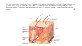 The skin is composed of two main layers: the epidermis, made of closely packed epithelial cells, and the dermis,
made of dense, irregular connective tissue that houses blood vessels, hair follicles, sweat glands, and other
structures. Beneath the dermis lies the hypodermis, which is composed mainly of loose connective and fatty
tissues. 2
 