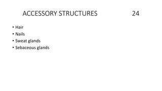 ACCESSORY STRUCTURES 24
• Hair
• Nails
• Sweat glands
• Sebaceous glands
 
