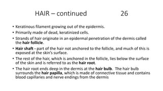 HAIR – continued 26
• Keratinous filament growing out of the epidermis.
• Primarily made of dead, keratinized cells.
• Strands of hair originate in an epidermal penetration of the dermis called
the hair follicle.
• Hair shaft - part of the hair not anchored to the follicle, and much of this is
exposed at the skin’s surface.
• The rest of the hair, which is anchored in the follicle, lies below the surface
of the skin and is referred to as the hair root.
• The hair root ends deep in the dermis at the hair bulb. The hair bulb
surrounds the hair papilla, which is made of connective tissue and contains
blood capillaries and nerve endings from the dermis
 
