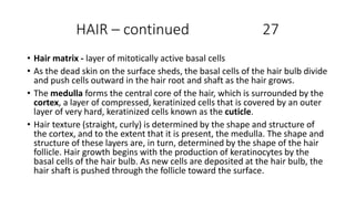 HAIR – continued 27
• Hair matrix - layer of mitotically active basal cells
• As the dead skin on the surface sheds, the basal cells of the hair bulb divide
and push cells outward in the hair root and shaft as the hair grows.
• The medulla forms the central core of the hair, which is surrounded by the
cortex, a layer of compressed, keratinized cells that is covered by an outer
layer of very hard, keratinized cells known as the cuticle.
• Hair texture (straight, curly) is determined by the shape and structure of
the cortex, and to the extent that it is present, the medulla. The shape and
structure of these layers are, in turn, determined by the shape of the hair
follicle. Hair growth begins with the production of keratinocytes by the
basal cells of the hair bulb. As new cells are deposited at the hair bulb, the
hair shaft is pushed through the follicle toward the surface.
 