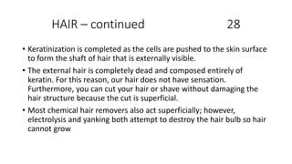 HAIR – continued 28
• Keratinization is completed as the cells are pushed to the skin surface
to form the shaft of hair that is externally visible.
• The external hair is completely dead and composed entirely of
keratin. For this reason, our hair does not have sensation.
Furthermore, you can cut your hair or shave without damaging the
hair structure because the cut is superficial.
• Most chemical hair removers also act superficially; however,
electrolysis and yanking both attempt to destroy the hair bulb so hair
cannot grow
 