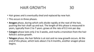 HAIR GROWTH 30
• Hair grows and is eventually shed and replaced by new hair.
• This occurs in three phases.
• Anagen phase, during which cells divide rapidly at the root of the hair,
pushing the hair shaft up and out. The length of this phase is measured in
years, typically from 2 to 7 years. grows at the rate of 0.3 mm per day
• Catagen phase lasts only 2 to 3 weeks, and marks a transition from the hair
follicle’s active growth.
• Telogen phase, the hair follicle is at rest and no new growth occurs. At the
end of this phase, which lasts about 2 to 4 months, another anagen phase
begins.
 