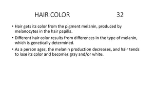 HAIR COLOR 32
• Hair gets its color from the pigment melanin, produced by
melanocytes in the hair papilla.
• Different hair color results from differences in the type of melanin,
which is genetically determined.
• As a person ages, the melanin production decreases, and hair tends
to lose its color and becomes gray and/or white.
 