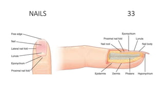 NAILS 33
 