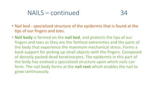 NAILS – continued 34
• Nail bed - specialized structure of the epidermis that is found at the
tips of our fingers and toes.
• Nail body is formed on the nail bed, and protects the tips of our
fingers and toes as they are the farthest extremities and the parts of
the body that experience the maximum mechanical stress. Forms a
back-support for picking up small objects with the fingers. Composed
of densely packed dead keratinocytes. The epidermis in this part of
the body has evolved a specialized structure upon which nails can
form. The nail body forms at the nail root which enables the nail to
grow continuously.
 