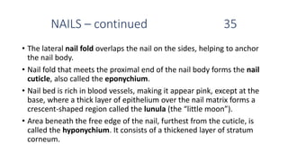 NAILS – continued 35
• The lateral nail fold overlaps the nail on the sides, helping to anchor
the nail body.
• Nail fold that meets the proximal end of the nail body forms the nail
cuticle, also called the eponychium.
• Nail bed is rich in blood vessels, making it appear pink, except at the
base, where a thick layer of epithelium over the nail matrix forms a
crescent-shaped region called the lunula (the “little moon”).
• Area beneath the free edge of the nail, furthest from the cuticle, is
called the hyponychium. It consists of a thickened layer of stratum
corneum.
 