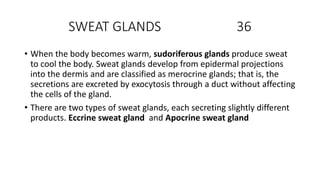 SWEAT GLANDS 36
• When the body becomes warm, sudoriferous glands produce sweat
to cool the body. Sweat glands develop from epidermal projections
into the dermis and are classified as merocrine glands; that is, the
secretions are excreted by exocytosis through a duct without affecting
the cells of the gland.
• There are two types of sweat glands, each secreting slightly different
products. Eccrine sweat gland and Apocrine sweat gland
 