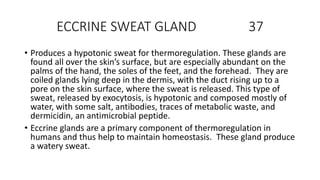ECCRINE SWEAT GLAND 37
• Produces a hypotonic sweat for thermoregulation. These glands are
found all over the skin’s surface, but are especially abundant on the
palms of the hand, the soles of the feet, and the forehead. They are
coiled glands lying deep in the dermis, with the duct rising up to a
pore on the skin surface, where the sweat is released. This type of
sweat, released by exocytosis, is hypotonic and composed mostly of
water, with some salt, antibodies, traces of metabolic waste, and
dermicidin, an antimicrobial peptide.
• Eccrine glands are a primary component of thermoregulation in
humans and thus help to maintain homeostasis. These gland produce
a watery sweat.
 
