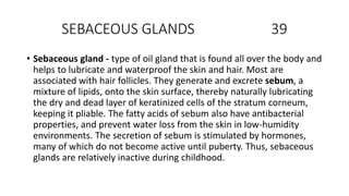 SEBACEOUS GLANDS 39
• Sebaceous gland - type of oil gland that is found all over the body and
helps to lubricate and waterproof the skin and hair. Most are
associated with hair follicles. They generate and excrete sebum, a
mixture of lipids, onto the skin surface, thereby naturally lubricating
the dry and dead layer of keratinized cells of the stratum corneum,
keeping it pliable. The fatty acids of sebum also have antibacterial
properties, and prevent water loss from the skin in low-humidity
environments. The secretion of sebum is stimulated by hormones,
many of which do not become active until puberty. Thus, sebaceous
glands are relatively inactive during childhood.
 