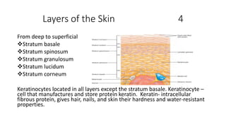 Layers of the Skin 4
From deep to superficial
Stratum basale
Stratum spinosum
Stratum granulosum
Stratum lucidum
Stratum corneum
Keratinocytes located in all layers except the stratum basale. Keratinocyte –
cell that manufactures and store protein keratin. Keratin- intracellular
fibrous protein, gives hair, nails, and skin their hardness and water-resistant
properties.
 