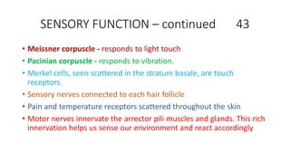 SENSORY FUNCTION – continued 43
• Meissner corpuscle - responds to light touch
• Pacinian corpuscle - responds to vibration.
• Merkel cells, seen scattered in the stratum basale, are touch
receptors.
• Sensory nerves connected to each hair follicle
• Pain and temperature receptors scattered throughout the skin
• Motor nerves innervate the arrector pili muscles and glands. This rich
innervation helps us sense our environment and react accordingly
 