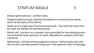 STRATUM BASALE 5
Stratum germinativum – another name.
Deepest epidermal layer, attaches the epidermis to basal lamina, below
which lie the layers of the dermis.
Made up of a single layer of primarily basal cells. Two cells that come from
this layer are Merkel cell and Melanocyte.
Merkel cell: functions as a receptor and responsible for stimulating sensory
nerves that the brain perceives as touch. Abundant on surfaces of the feet
and hands.
Melanocyte: cell that produces pigment melanin. Melanin gives hair and
skin its color and helps protect living cells in the epidermis from UV damage.
 