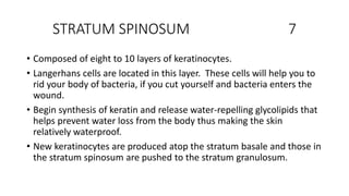 STRATUM SPINOSUM 7
• Composed of eight to 10 layers of keratinocytes.
• Langerhans cells are located in this layer. These cells will help you to
rid your body of bacteria, if you cut yourself and bacteria enters the
wound.
• Begin synthesis of keratin and release water-repelling glycolipids that
helps prevent water loss from the body thus making the skin
relatively waterproof.
• New keratinocytes are produced atop the stratum basale and those in
the stratum spinosum are pushed to the stratum granulosum.
 