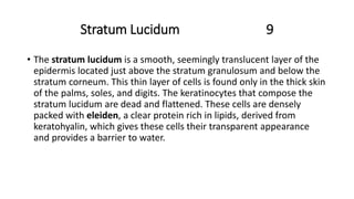 Stratum Lucidum 9
• The stratum lucidum is a smooth, seemingly translucent layer of the
epidermis located just above the stratum granulosum and below the
stratum corneum. This thin layer of cells is found only in the thick skin
of the palms, soles, and digits. The keratinocytes that compose the
stratum lucidum are dead and flattened. These cells are densely
packed with eleiden, a clear protein rich in lipids, derived from
keratohyalin, which gives these cells their transparent appearance
and provides a barrier to water.
 