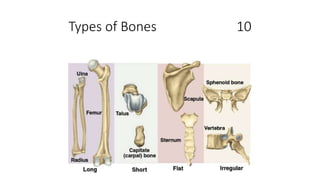 Types of Bones 10
 