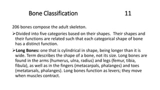 Bone Classification 11
206 bones compose the adult skeleton.
Divided into five categories based on their shapes. Their shapes and
their functions are related such that each categorical shape of bone
has a distinct function.
Long Bones: one that is cylindrical in shape, being longer than it is
wide. Term describes the shape of a bone, not its size. Long bones are
found in the arms (humerus, ulna, radius) and legs (femur, tibia,
fibula), as well as in the fingers (metacarpals, phalanges) and toes
(metatarsals, phalanges). Long bones function as levers; they move
when muscles contract.
 