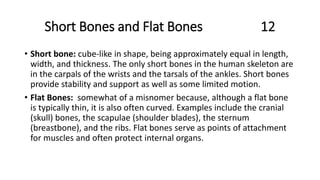 Short Bones and Flat Bones 12
• Short bone: cube-like in shape, being approximately equal in length,
width, and thickness. The only short bones in the human skeleton are
in the carpals of the wrists and the tarsals of the ankles. Short bones
provide stability and support as well as some limited motion.
• Flat Bones: somewhat of a misnomer because, although a flat bone
is typically thin, it is also often curved. Examples include the cranial
(skull) bones, the scapulae (shoulder blades), the sternum
(breastbone), and the ribs. Flat bones serve as points of attachment
for muscles and often protect internal organs.
 